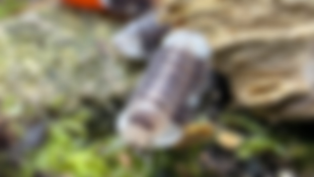 Sneak Peek!