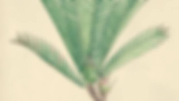 Kimuriella densifolia - A final picture before my talk.