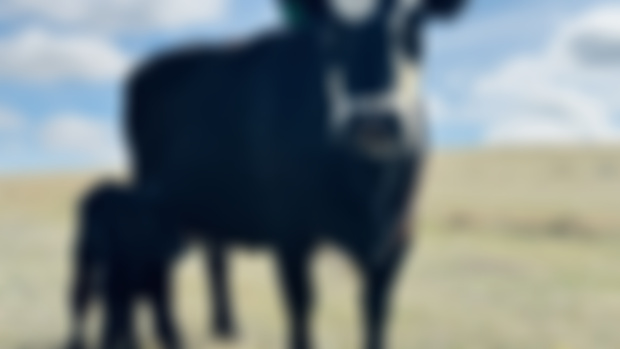 Bambi calved!!