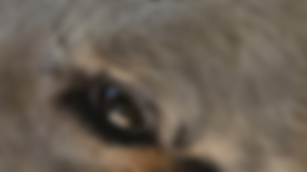Pure eye