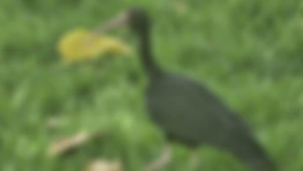 Strange Bird 