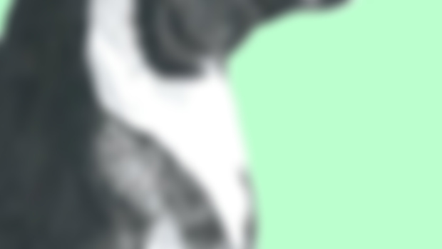 Penguin phone backgrounds