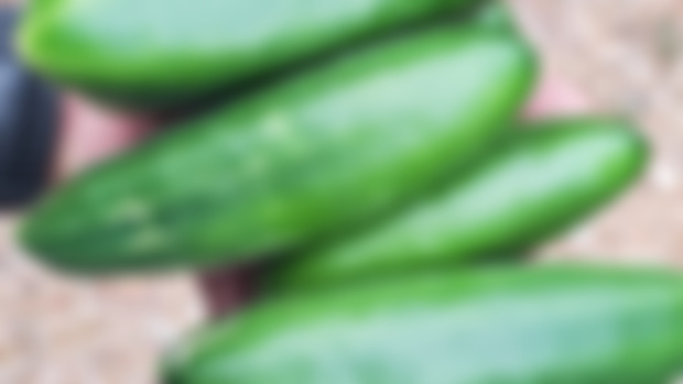 Muncher Cucumbers