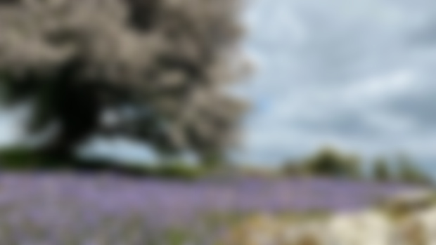 The Blessings of Bluebells 