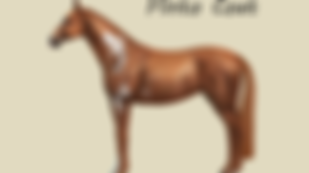 Chestnut Pinto Coat [tray files] DOWNLOAD