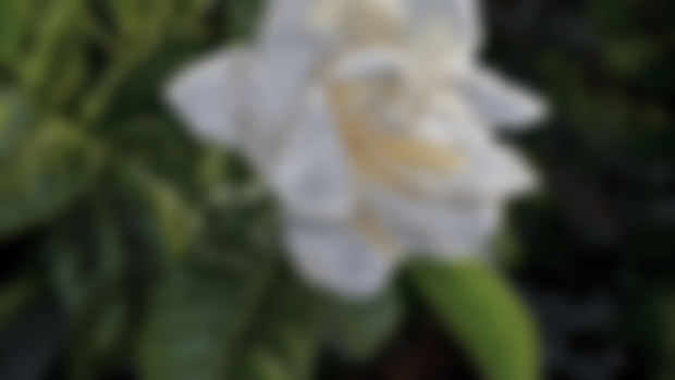 Gardenia in Morning Light