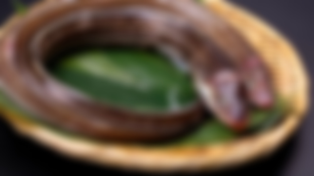 Eels for the Eating