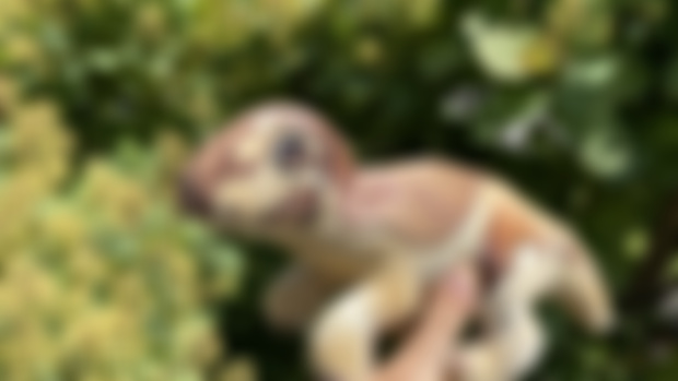 $5 off Maia 
