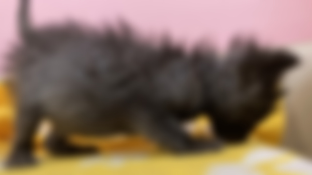Kitten or Porcupine?