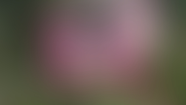 Flappy Bearded 2024