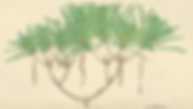 Wielandiella angustifolia life restoration