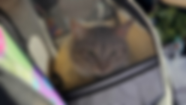 Kitty update