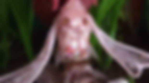 Making Of: A Fishkin