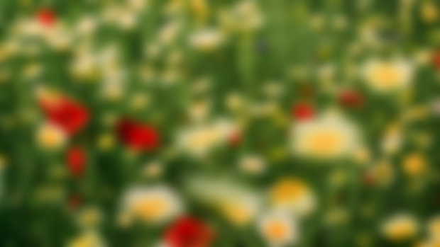 June Wallpapers: Wildflower Patch