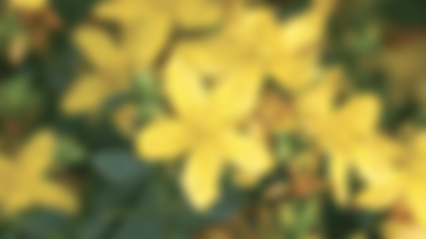 (reissue) St. John's Wort eBook, entire chapter from Wild Remedies