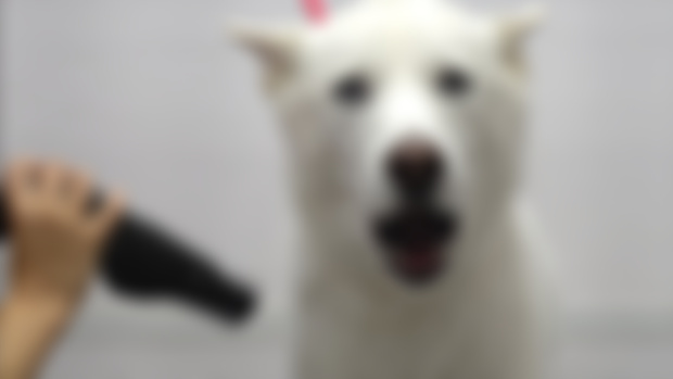 Bonus Dessert Link: Cranky husky bath time