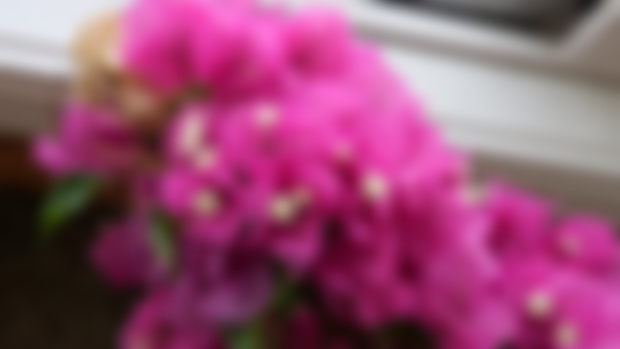 June plant photos, from summer back to winter