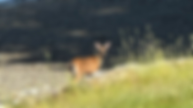 Bootleg Summer Camp Bonus Shots