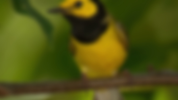 SMALL BIRDS ROUND 1! 