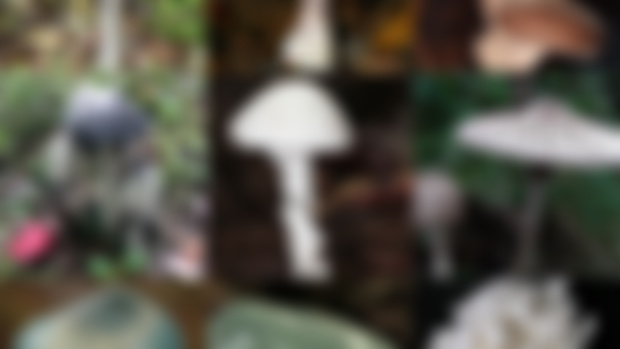 Examples of mushrooms for cottagecore drop and previous mushrooms 🍄 