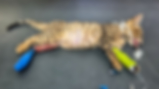 TINO HAD HIS SURGERY !
