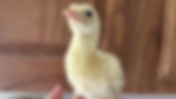 NEW BABY ANIMAL reveal 👀 