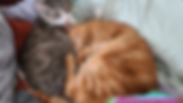 Cat post