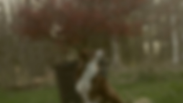 Remembering Maple
