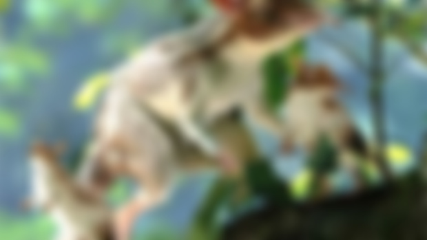 Paleo Bites Ep. 244: Leptictidium, the Graceful Weasel (EARLY ACCESS)