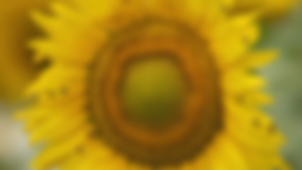 The Sunflower Fields 🌻