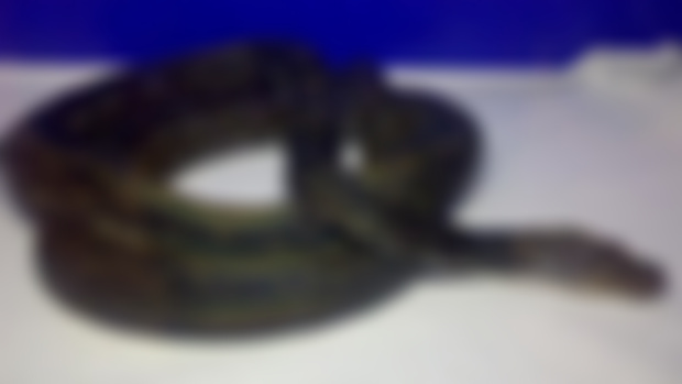 Gebe island retics 