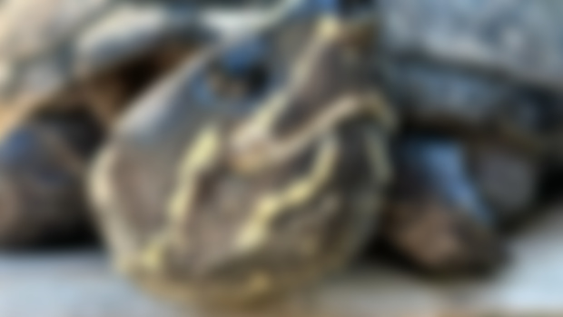 URGENT HELP Needed
