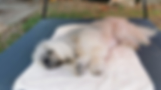 Benji