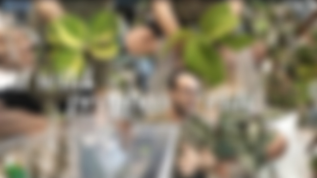 going through a wild number of Hoyas in my propboxes | Patreon June Video