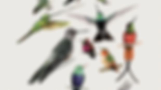 Hummingbirds