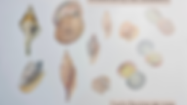Early Buying Access: Allie Sells Seashells by the Seashore Series