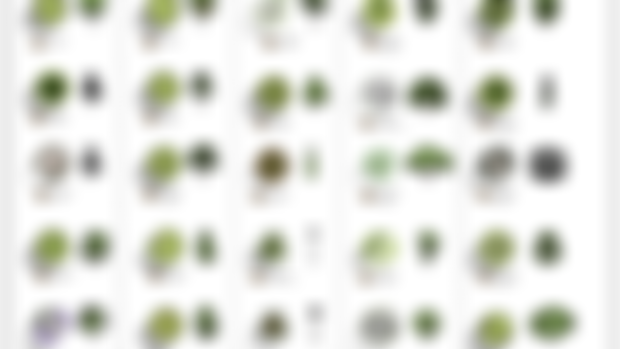 Arboles Paramétricos para Revit