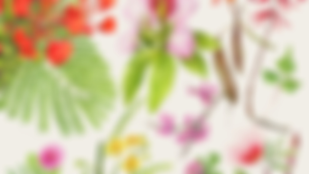 Fabaceae: The Pea Family