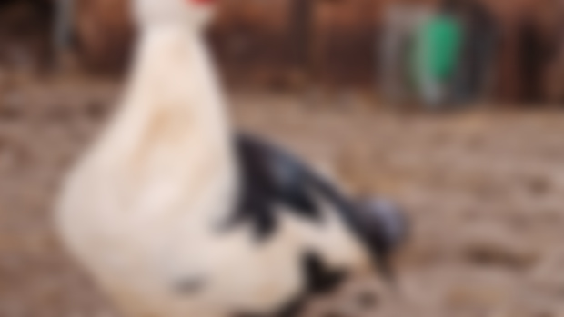 Muscovies