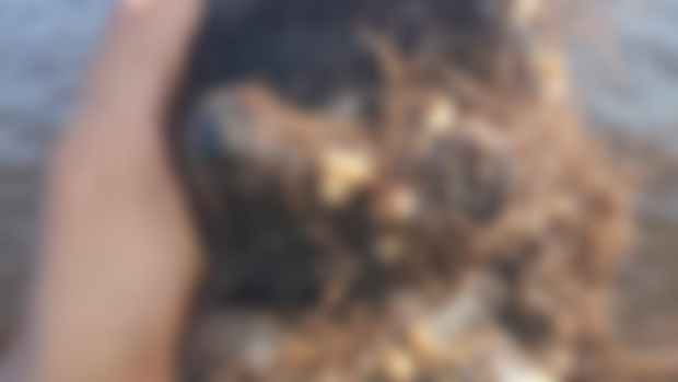 Gomphothere Tooth!!!