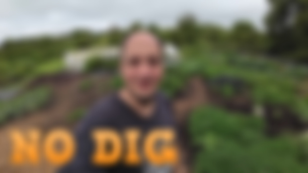 How to Grow Food Fast (Only 2 Months After Starting No Dig Garden)