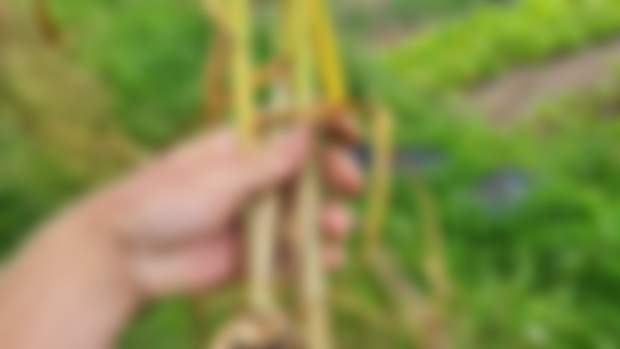 A Post about Garlic