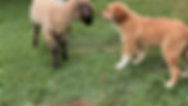 **CUTENESS ALERT** - Auggie's Growing Up!