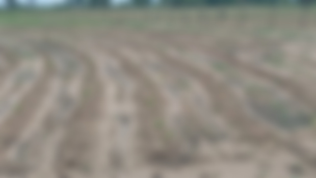 Cassava Farm
