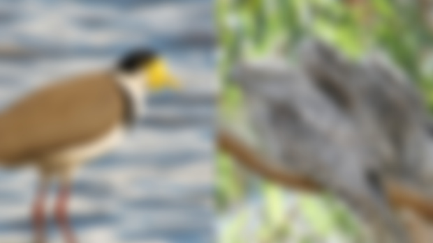 A Birdy Update