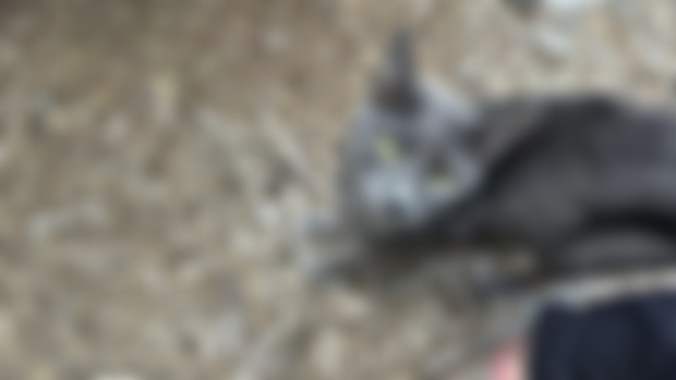 Stray Intake & Home Search