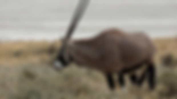 Etosha Safari
