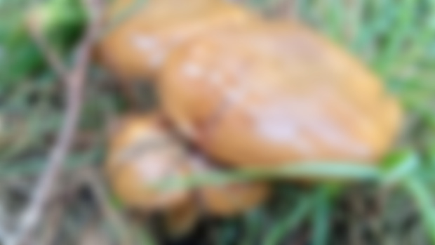 Wild mushrooms forage, identification and cooking