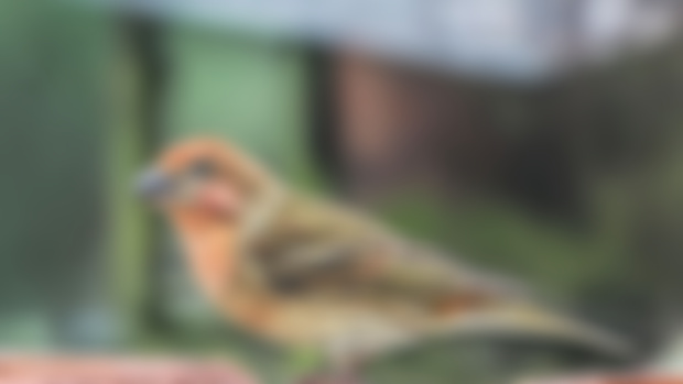 Crawlies with Cri Xanthochromistic Purple Finch