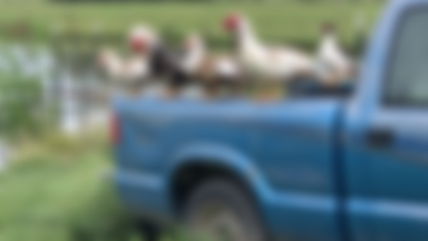 Ducks on a Truck_Wallpaper August 2024